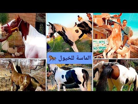 اسعار الخيول الفلسطيني والخيل الاخرج في مصر 