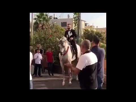 Horse Dances At Palestinian Wedding 