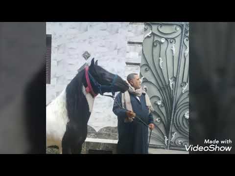 أجمل خيول فلسطيني في مصر 