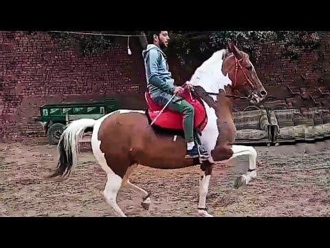 قوة وجمال الحصان الفلسطيني في الرقص 