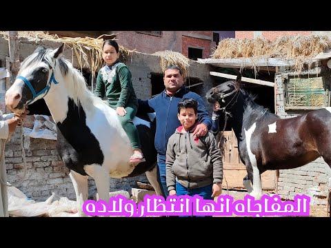 ما صدقتش عيني 3 مهرات فلسطيني بالالوان الطبيعيه انتظار ولاده رزق المشترى Palestinian Horse Prices 