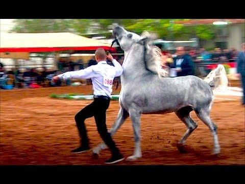 استمتع مع أجمل الخيول العربية الأصيلة في معرض أريحا للخيول العربية 2019 HD Arab Horses Fair 