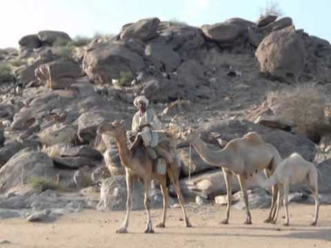 اغاني سيناوية افراح سينا ​​البدوية والغالية على قلبي انترناشيونال نت 