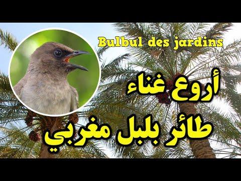 أروع تغريد طائر بلبل مغربيChant De Bulbul Des Jardins 