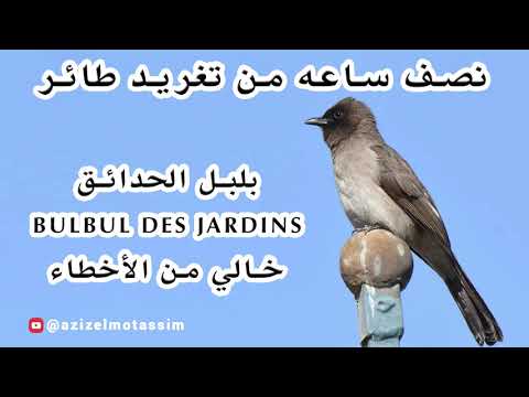 تغريد طائر بلبل الحدائق Bulbul Des Jardins المعروف بيطرو الوطواط المغربي اليطروك 