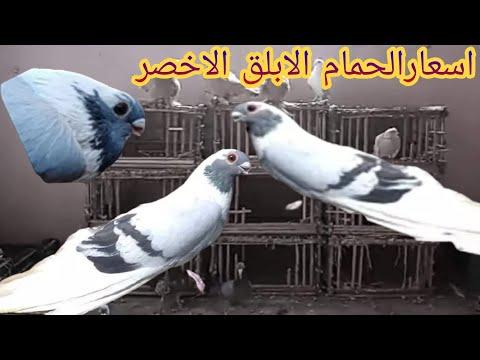 اسعار الحمام الابلق الاخضر سلسه اسعار الحمام 2022 ج3 