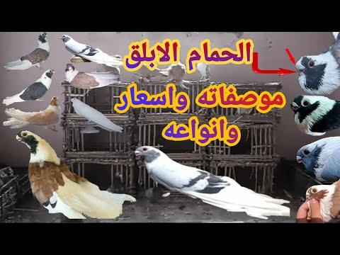 جميع انواع الحمام الابلق وموصفاته واسعاره والوانه 