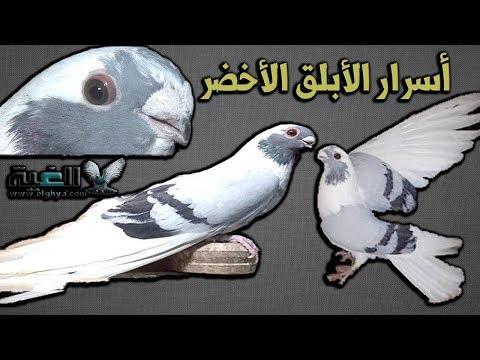 أسرار مواصفات الحمام الأبلق الأخضر الغزار القياسية بالتفصيل العمدة الغية 