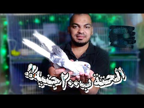 بيت ابلق أخضر دور كامل 200 ج 