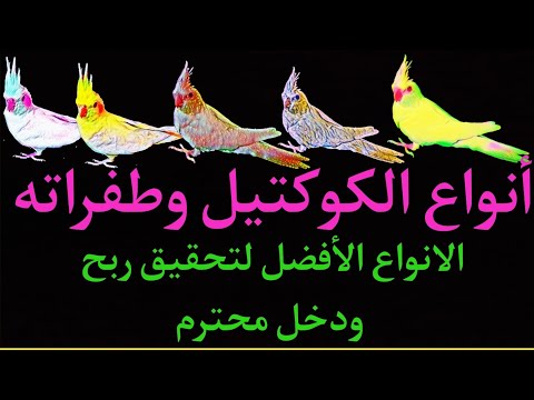 أنواع الكوكتيل وطفراته وافضلهم ربحا للمال 