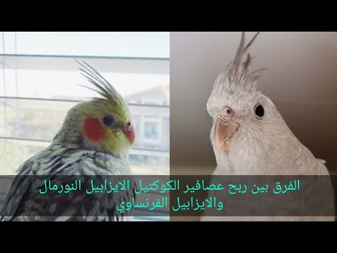 الفرق بين ربح كوكاتيل ايزابيل نورمال و ايزابيل الفرنسية 