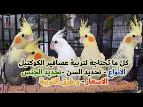 كل ما يتعلق بتربية طيور الكوكتيل 