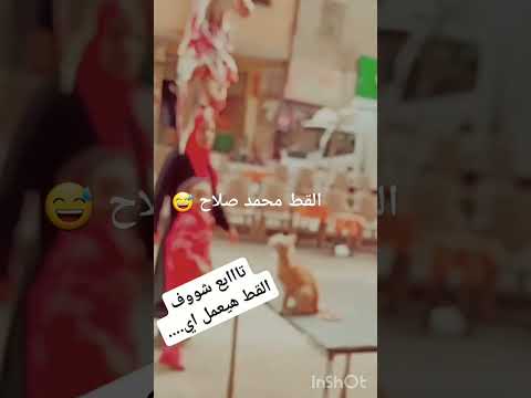 القط محمد صلاح القطط الصغيرة وهو تعبان يا كابتن 