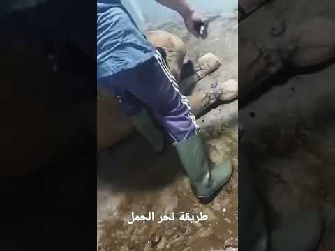 كيفية ذبح الجمل أو الجمل 