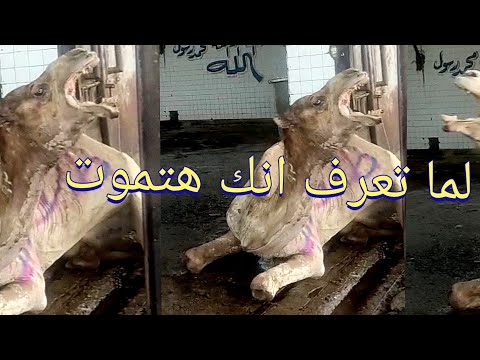 الراجل يقرب منى الجمل اتجنن لما عرف انو هيدبح ملحوظه الجمل اتاكل و اتهضم 