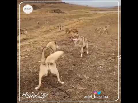 الابن البار سبحان الله الذئب وبره بوالديه 