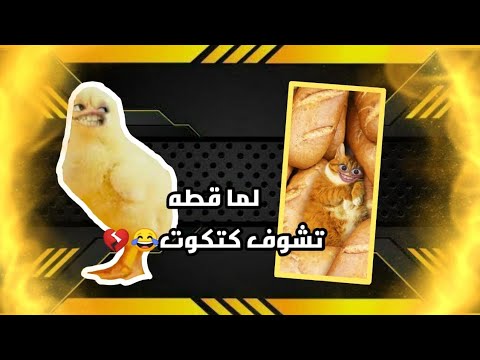 عندما يرى القط فرخ جوزيف بطاطس 