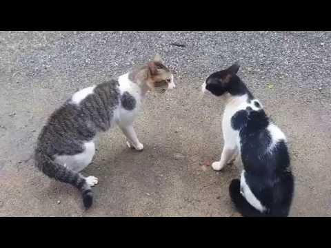 Cats Fighting Vidéo Exclusive Play Avec Son Intégral 