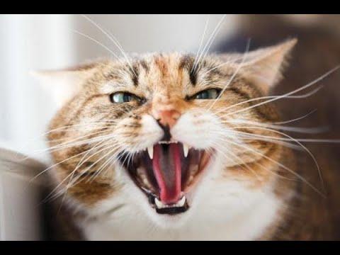 1 Hour Of Scary Angry Cat Sound ساعة من صوت قطط غاضبة عالي و مخيف 