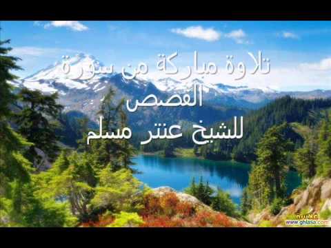 من سورة القصص للشيخ عنتر مسلم 