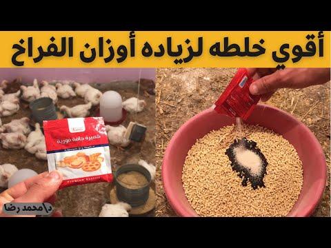 اقوي طريقه لزياده وزن الفراخ الي ٣ كيلو واستخدم الخميره بطريقه صحيحه مع الدكتور 