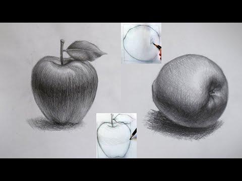 رسم التفاح رسم طبيعة صامتة للمبتدئين 