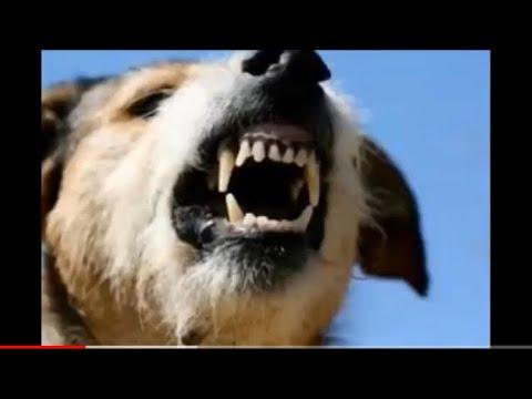 Angry Dogs Barking Sound صوت الكلاب غاضبه جدا 