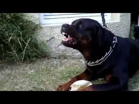 صوت كلاب الروت وايلر مخيف جدآ Zeus 