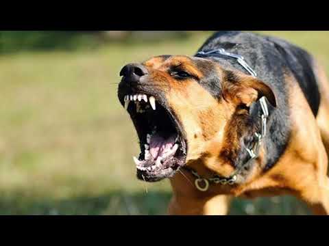 صوت نباح كلاب شرسة Angry Dog Barking Sound 