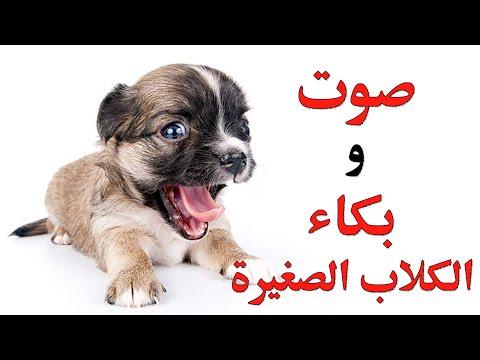 صوت نباح الكلاب الصغيرة. الكلاب تبكي. صوت بكاء الكلاب الصغيرة 