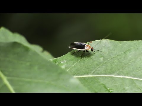 صرصور الحقل شاحب الحدود Pseudomops Septentrionalis 