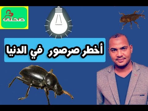 كيفية التخلص من الصراصير السوداء أو صرصور المنزل أو صرصور الحقل 