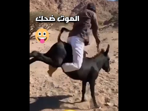 الموت ضحك حمار قبيح يركل صاحبه. لقطات مضحكة. الضحك حتى الموت. حيوانات مضحكة 