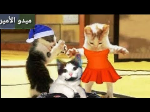 اغنية ماجدة ميدو الأمير اجمل اغنية علي اسم ماجدة 