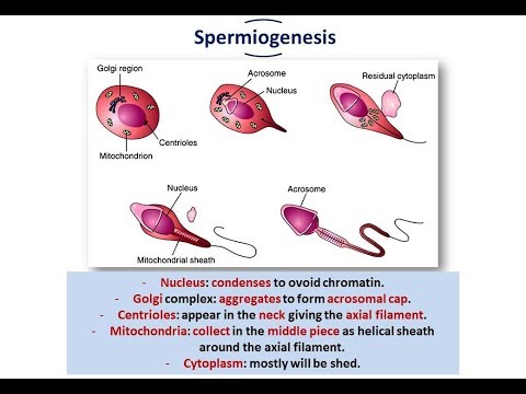 Introduction To Embryology Gametogenesis Spermatogenesis And Oogenesis 