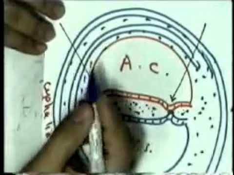 General Embryology 04 Embryo 4 Dr Sameh Ghazy 