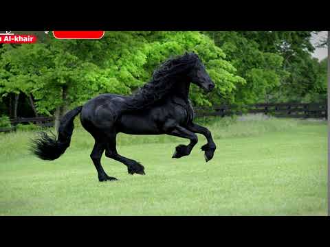 مؤثرات صوتية للمونتاج صوت خيل يركض Sound Effects Of Montage The Sound Of Horses Running 