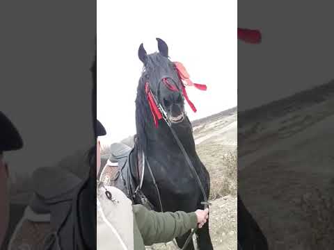 اقوى صوت من صهيل الأصيله وينهم عشاق الخيل 