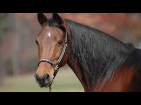 Horse Sounds For Children Neighing Whinying Snorting With Video And Pictures 