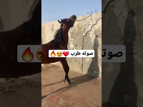 إسمع صوت الحصان العربي الأصيل، صهيل الخيل، أجمل الأصوات 