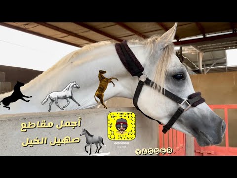 صهيل الحصان صوت الحصان صوت الحصان صهيل الحصان حصان الاطفال حصان 