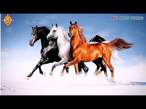 صوت صهيل الحصان صوت الخيل The Sound Of The Neighing Horse Horse Sound 