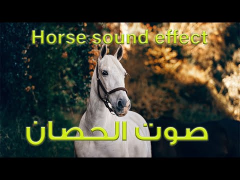 Hooves Running Horse Sound Effects ركض حصان للمونتاج خيل خلفيه الصوت مؤثرات موسيقيه 