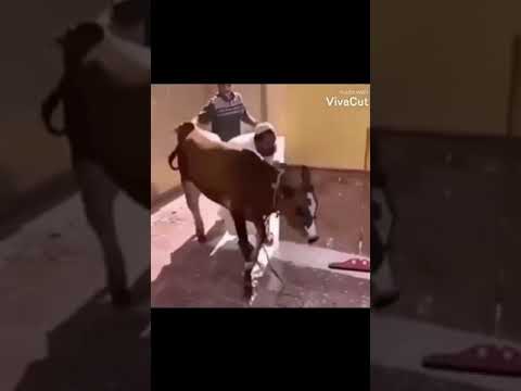 كل واحد يخلي باله من لغاليغه مضحكه ضحك بقره وناسه Funny Laugh Laughing Cow Fails 