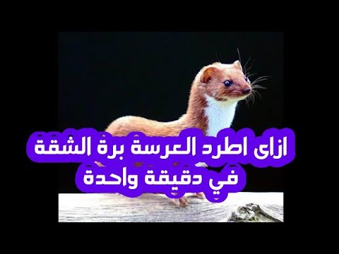 ازاى تطرد العرسة من شقتك بطريقة بسيطة خالص 