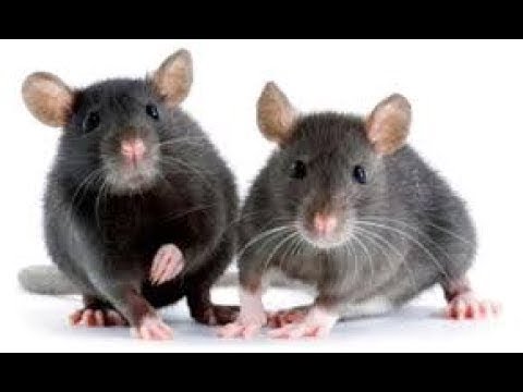 اصوات مسموعة أصوات الفئران للمونتاج تخيل وجود فأر ف جيبك صوت رائعة وممي زة و حصرية 