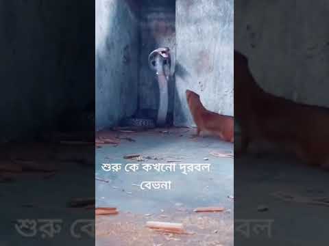 قتال شرس ابن عرس و الكوبرا Fierce Fight Weasel And Cobra 