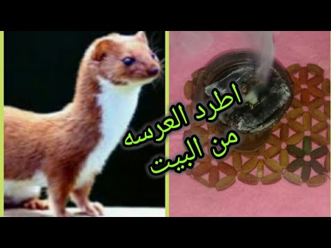 كيفية طرد العروس من المنزل بمكون طبيعي 