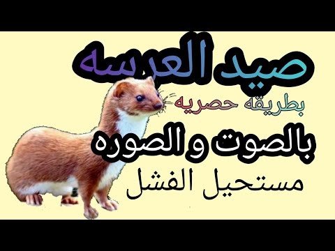 طريقه حصريه لصيد العرسه بالصوت والصوره 