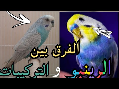 مجموعات قوس قزح وقوس قزح 